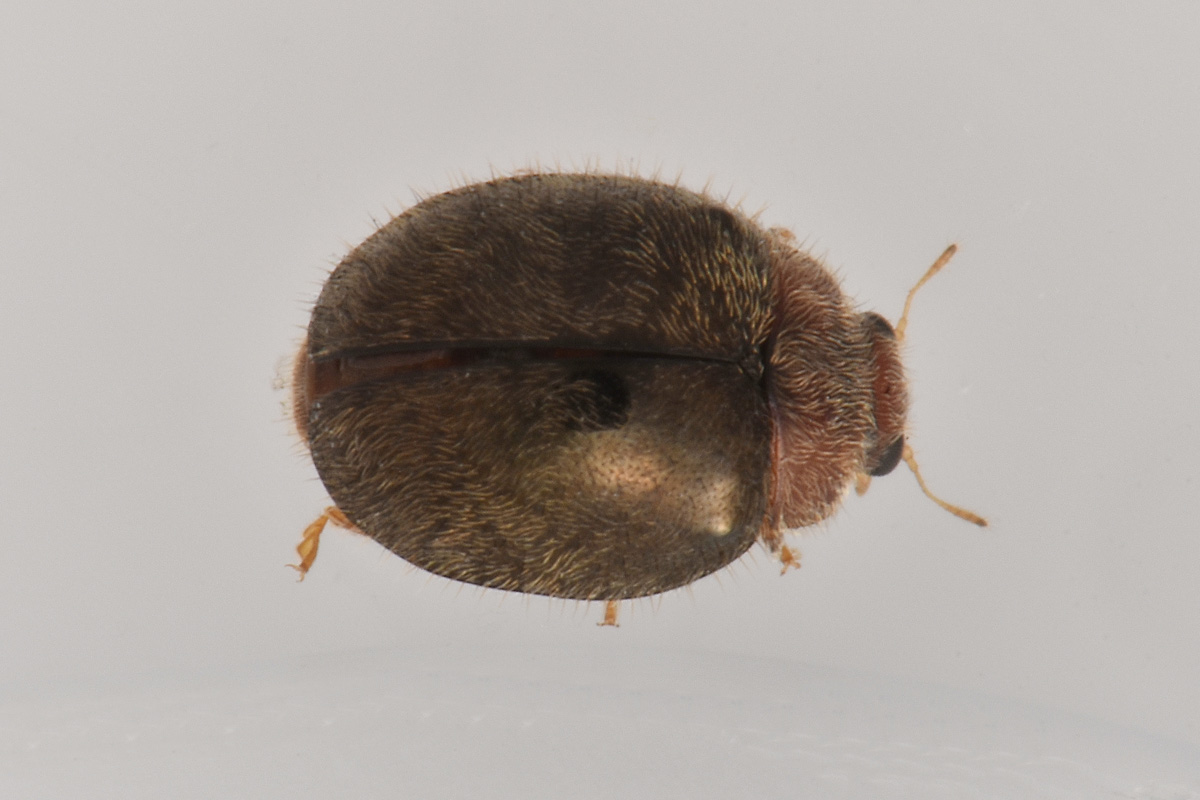 Coccinellidae: Rhyzobius lophanthae